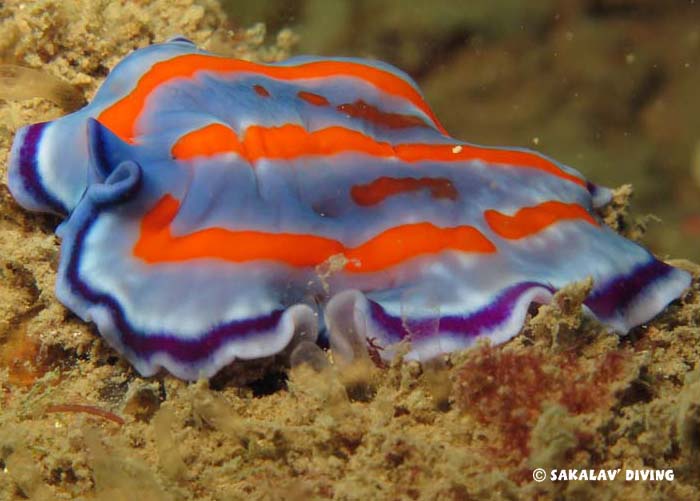 faune endémique à Madagascar